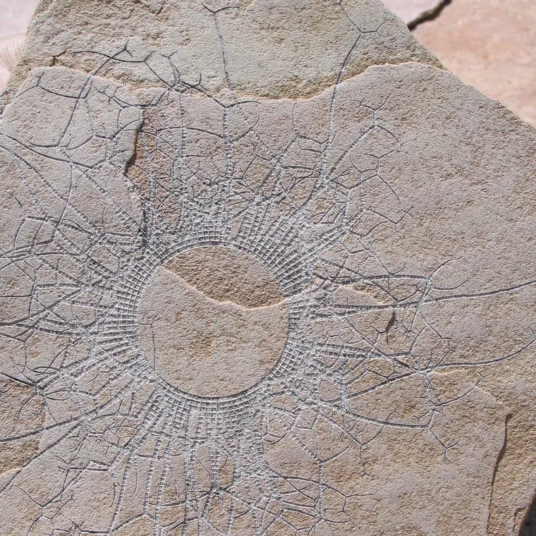 Losa de arenisca con un dibujo ramificado grabado a láser en un tono más claro que la piedra